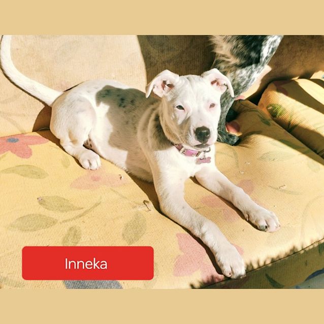 Photo of Inneka