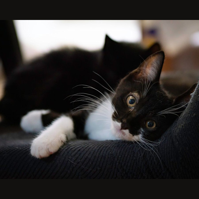 Photo of Oscar