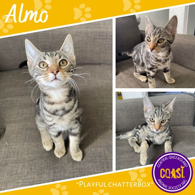 Photo of Almo