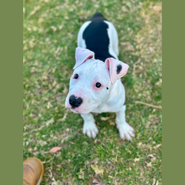 Photo of Beretta