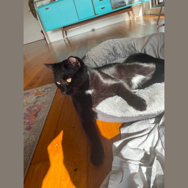 Photo of Tux *9 Lives Project Rescue*