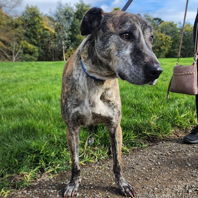 Photo of Buddy