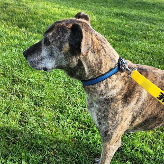 Photo of Buddy