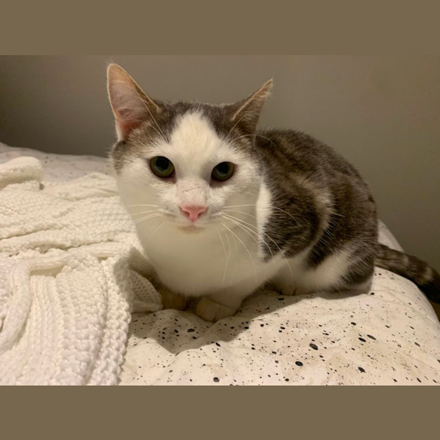 Photo of Matt *9 Lives Project Rescue*