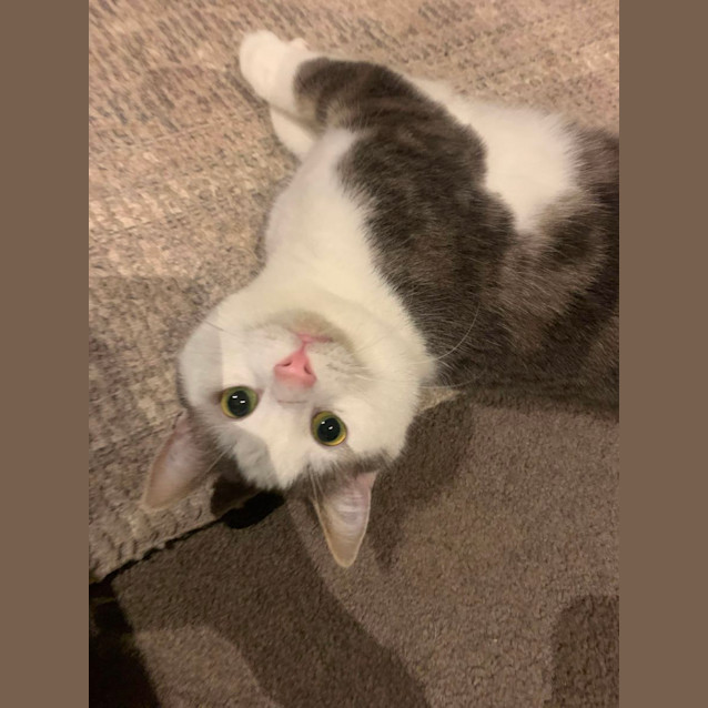 Photo of Matt *9 Lives Project Rescue*