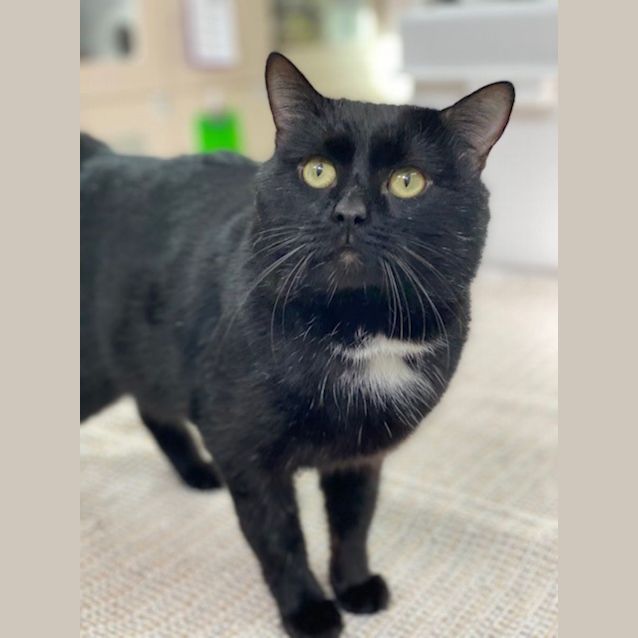 Photo of Smudge Hemmingway (9671)