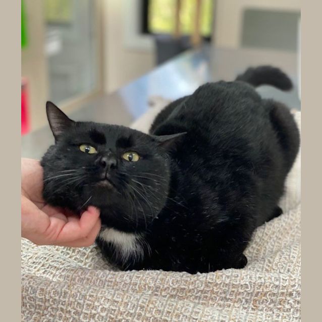 Photo of Smudge Hemmingway (9671)