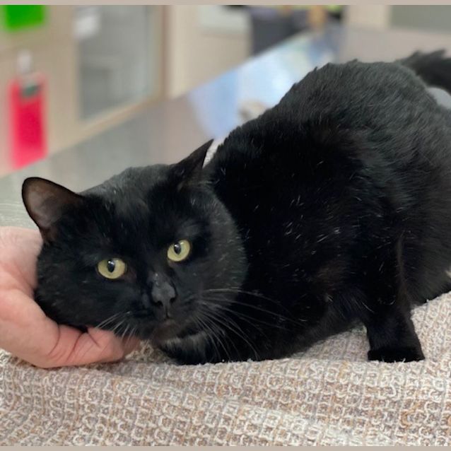 Photo of Smudge Hemmingway (9671)