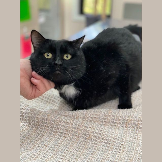 Photo of Smudge Hemmingway (9671)