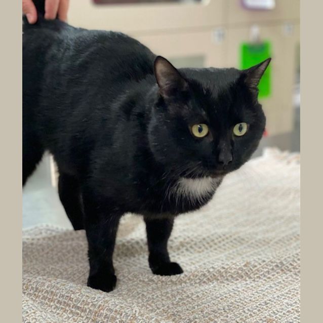 Photo of Smudge Hemmingway (9671)