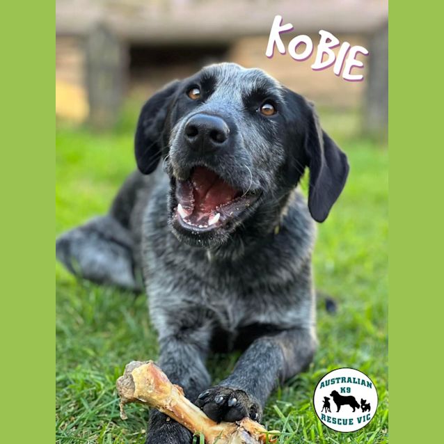 Photo of Kobie 
