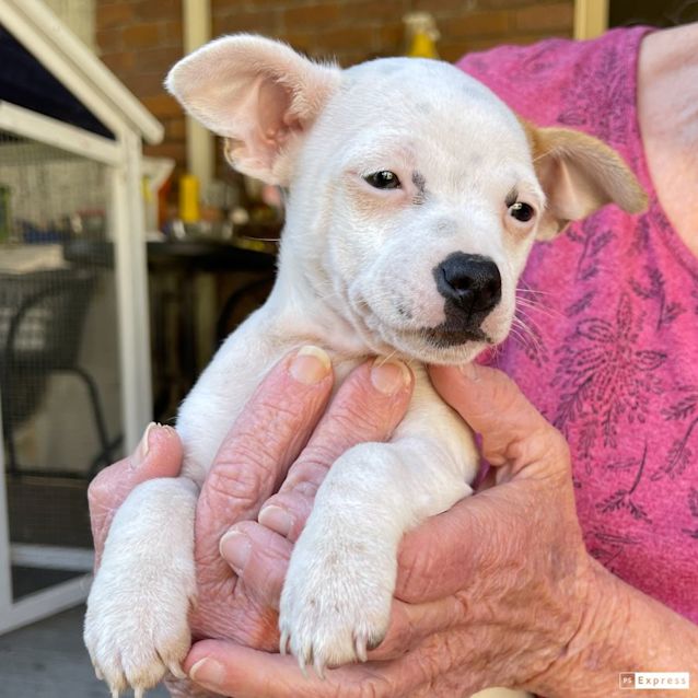 Photo of Carmen (Chi Mix Puppy)