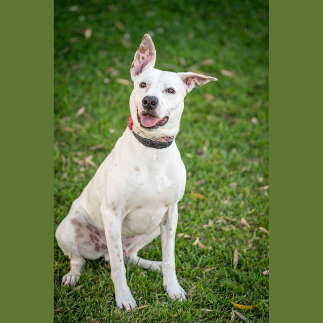Photo of Casper