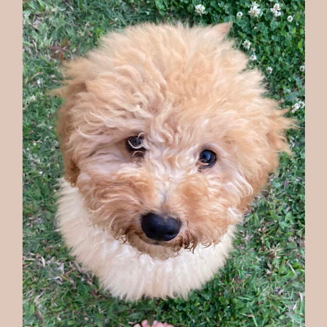 Photo of Miso