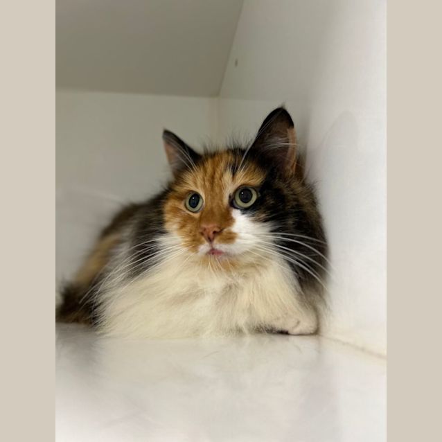 Photo of Mocha