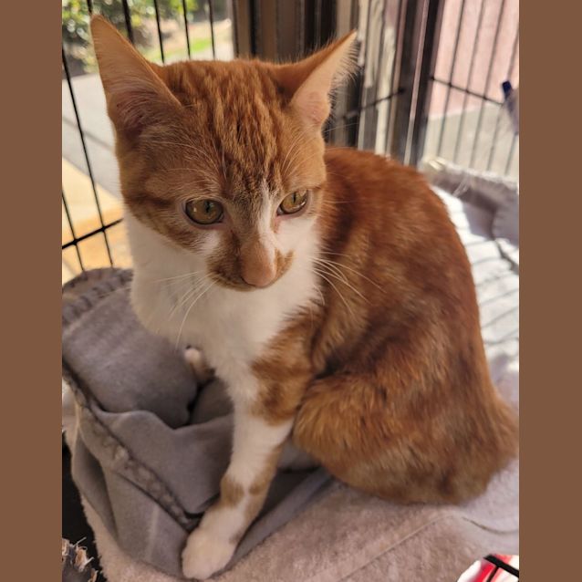 Photo of 🌻 Buttercup 🌻