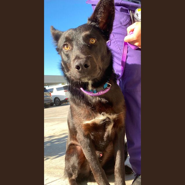 Photo of Banjo