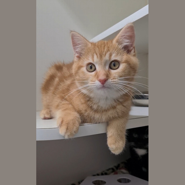 Photo of Bambino 
