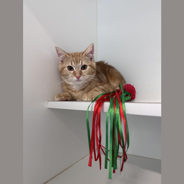 Photo of Bambino 