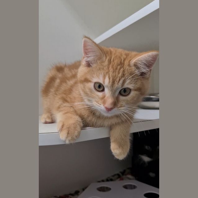 Photo of Bambino 