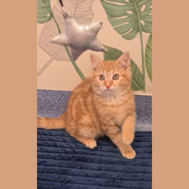 Photo of Bambino 