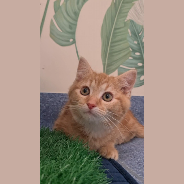 Photo of Bambino 