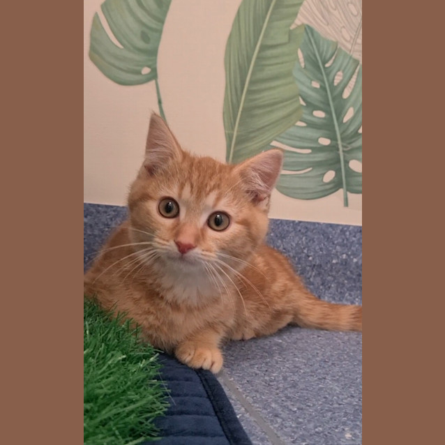 Photo of Bambino 