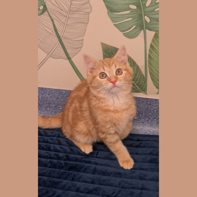 Photo of Bambino 