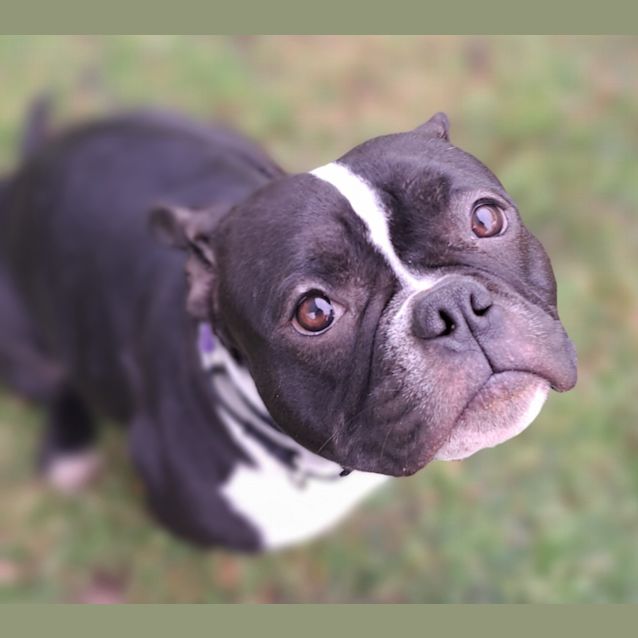 Photo of Poppet