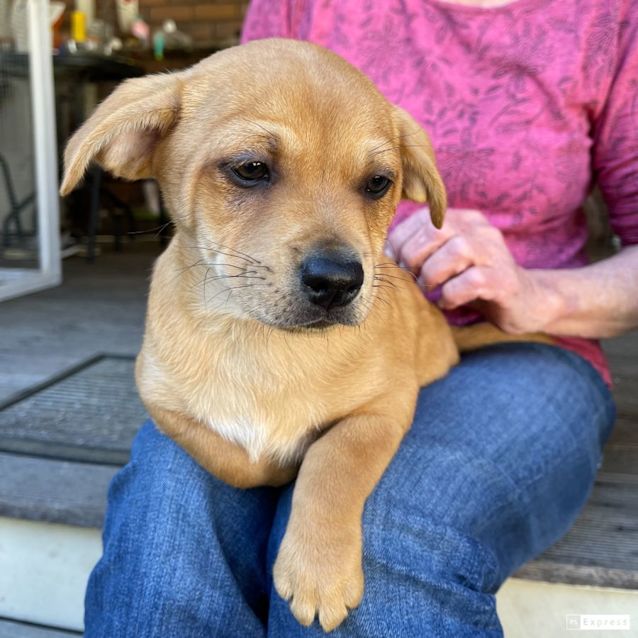 Photo of Carlos (Chi Mix Puppy)