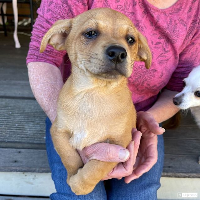Photo of Carlos (Chi Mix Puppy)