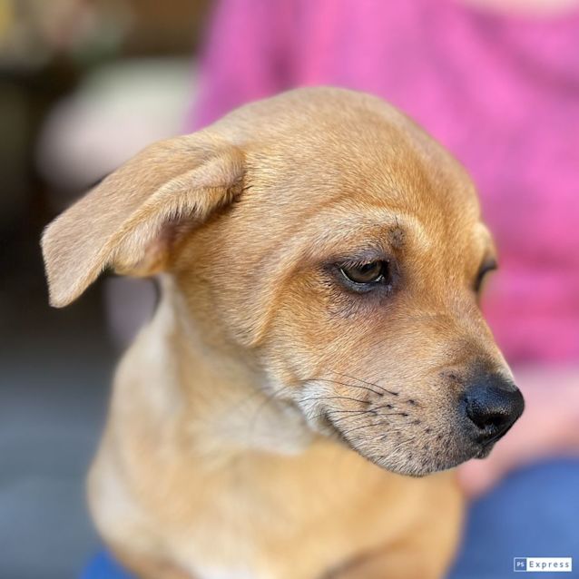 Photo of Carlos (Chi Mix Puppy)