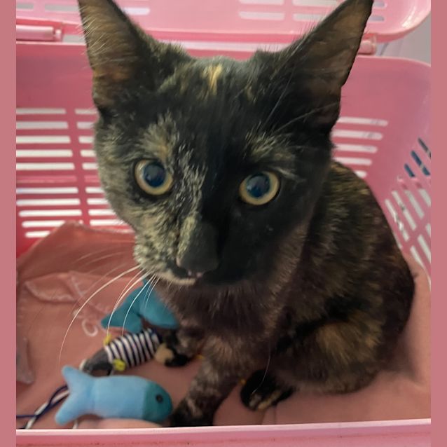 Photo of Peanut