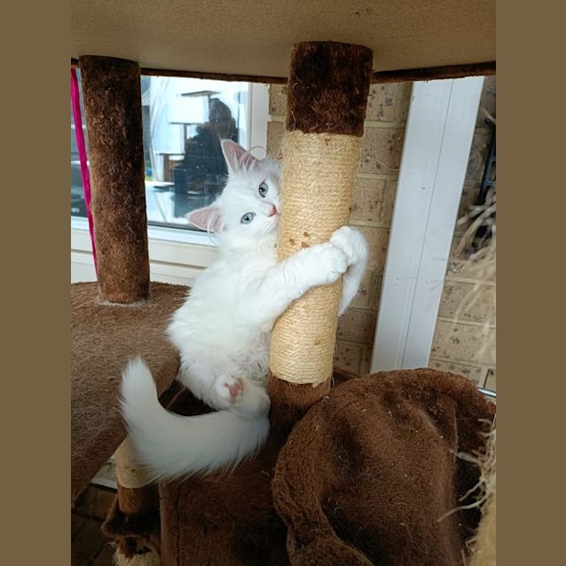 Photo of Selenite (Sella)