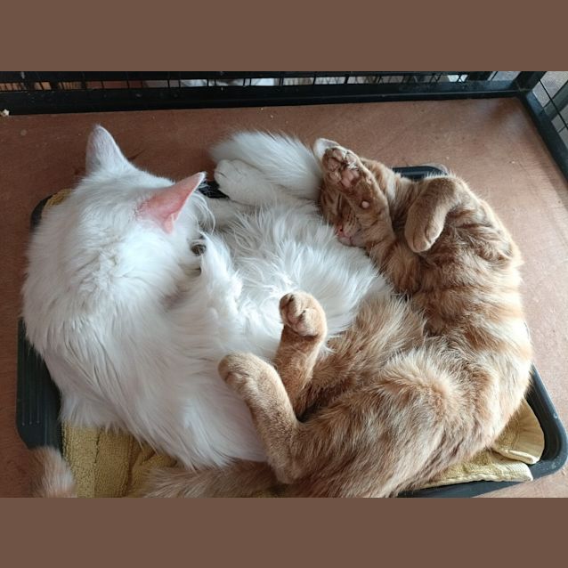 Photo of Selenite (Sella)