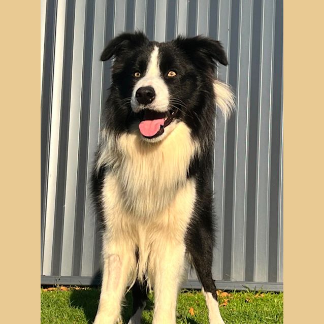 Photo of Reggie 