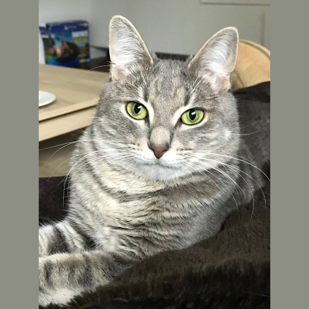 Photo of Bella ** 2nd Chance Cat Rescue**