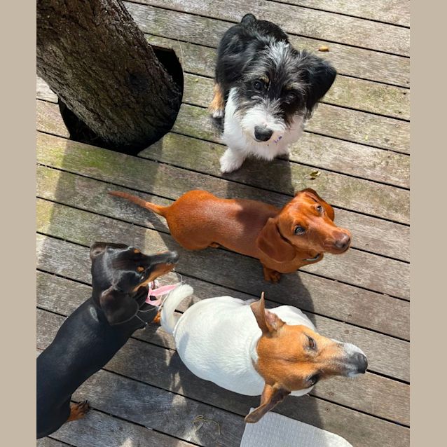 Photo of Winston   8mos Jack Russell Terrier X(trial3/9/23)