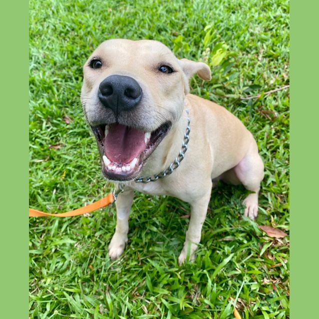 Photo of Nigella (Gypsy)