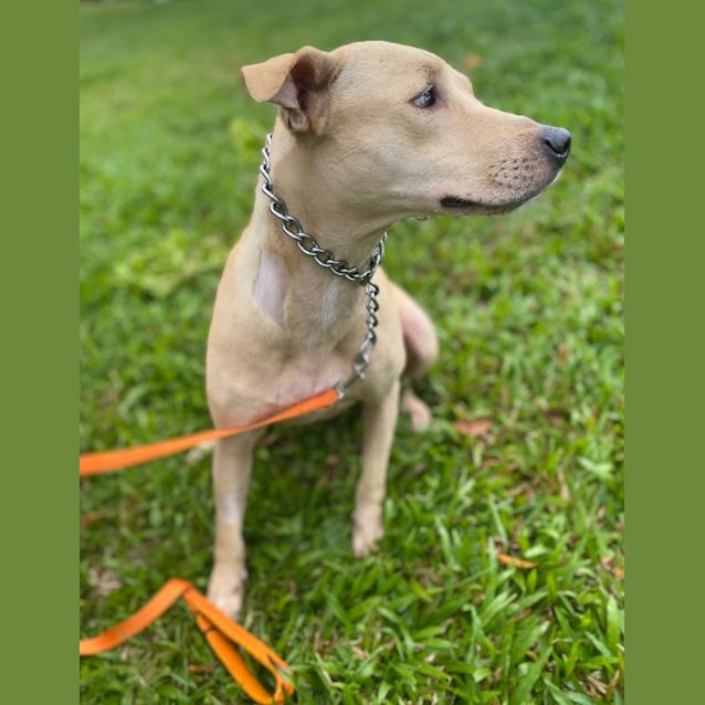 Photo of Nigella (Gypsy)