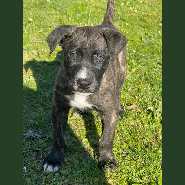 Photo of Bruno