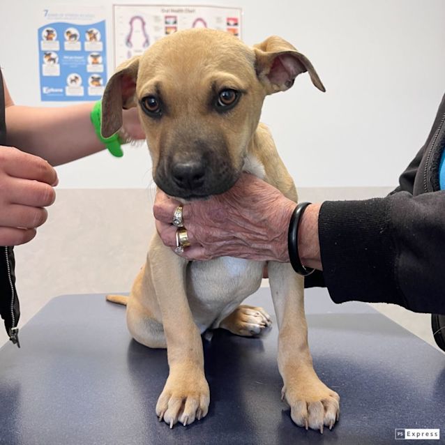 Photo of Dobby