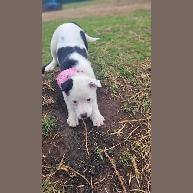 Photo of Harper   10 Week Old Border Collie X (Trial)