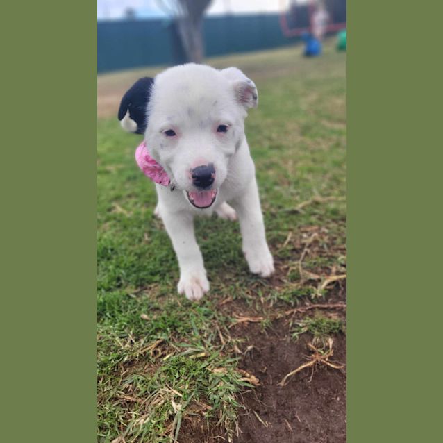 Photo of Harper   10 Week Old Border Collie X (Trial)