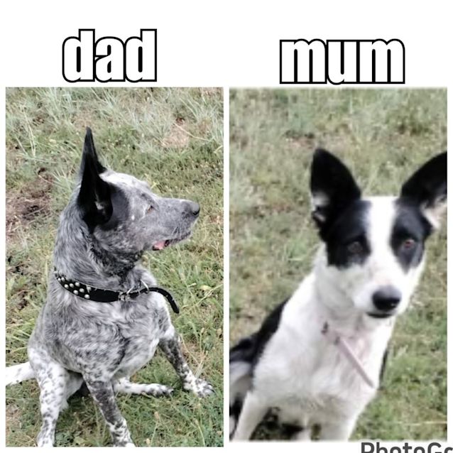 Photo of Soos (Pronounced Like Dr Seuss!)