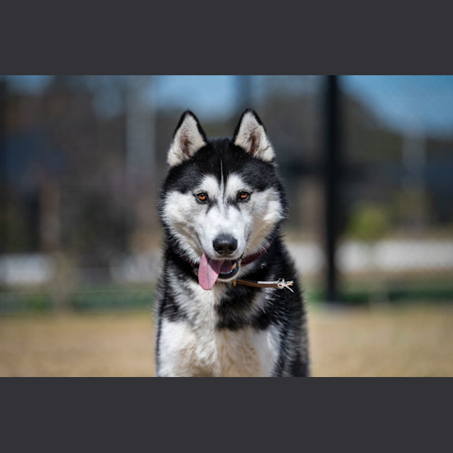 Photo of Buster Imp 1090