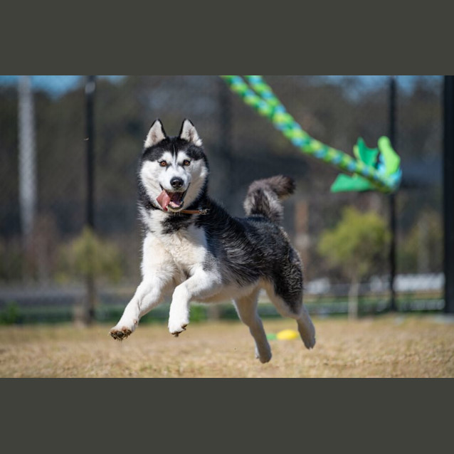 Photo of Buster Imp 1090