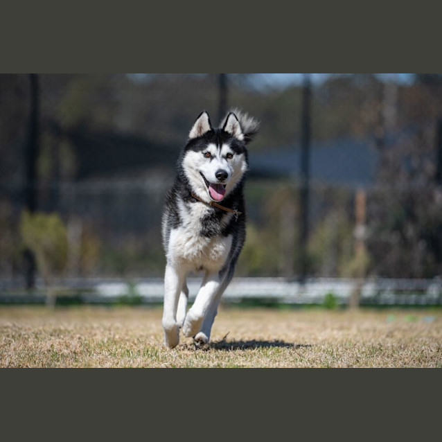 Photo of Buster Imp 1090