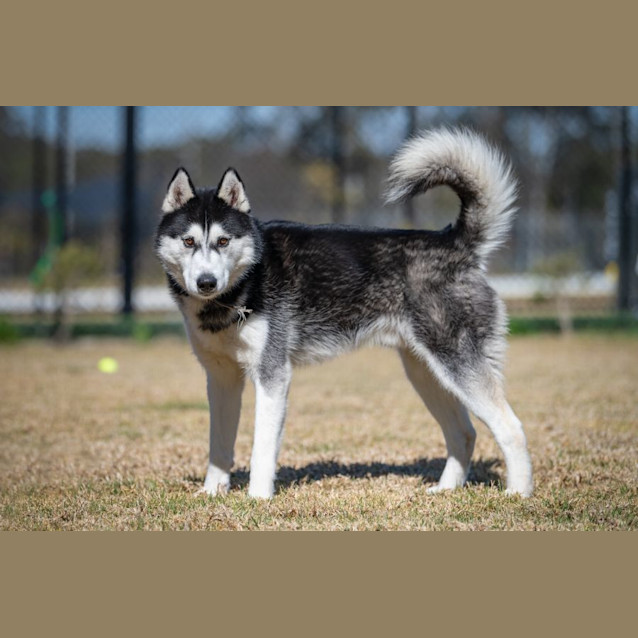 Photo of Buster Imp 1090