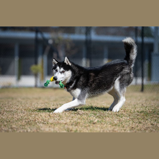 Photo of Buster Imp 1090